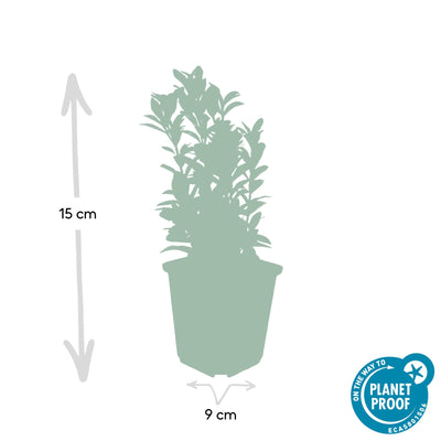 24x Euonymus Green Spire – 10-25cm Höhe, Ø9cm Topf