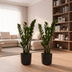 2x Zamioculcas Zamiifolia Smaragdpalme 50cm Ø14 Bild 5
