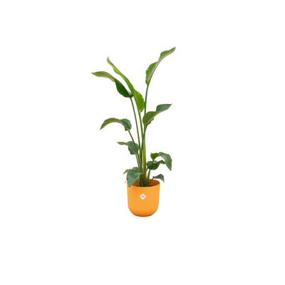 Kombi-Angebot - Strelitzia Nicolai inklusive Topf elho Jazz Round Gelb Ø23 - 100 cm