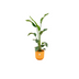 Kombi-Angebot - Strelitzia Nicolai inklusive Topf elho Jazz Round Gelb Ø23 - 100 cm Bild 1