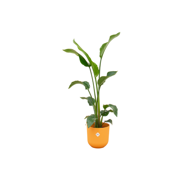 Kombi-Angebot - Strelitzia Nicolai inklusive Topf elho Jazz Round Gelb Ø23 - 100 cm