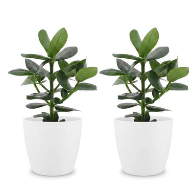 Green boutiQ - Clusia Princess - Clusia - 2 Plants - with White Pot - Pot 12cm - Height - 40cm