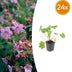 24x Geranium macr. 'Ingwersen's Var.' - ↕10-25cm - Ø9cm Bild 1
