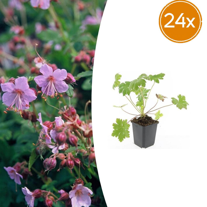 24x Geranium macr. 'Ingwersen's Var.' - ↕10-25cm - Ø9cm