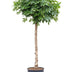 Schefflera on Trunk (200cm) - Tropical Elegance for Your Home Bild 1