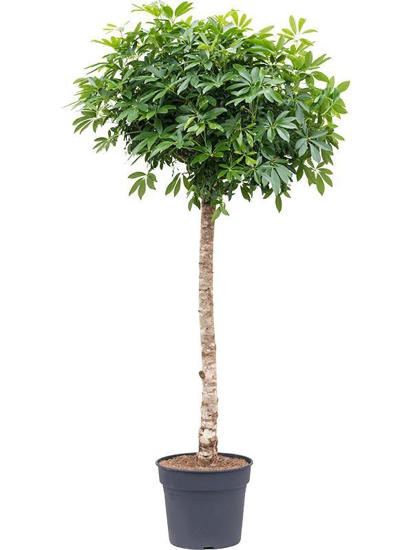 Schefflera on Trunk (200cm) - Tropical Elegance for Your Home