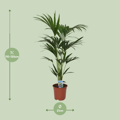 Howea Forsteriana (Kentia-Palme) Ø21cm - ↕120cm