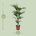 Howea Forsteriana (Kentia-Palme) Ø21cm - ↕120cm Bild 2