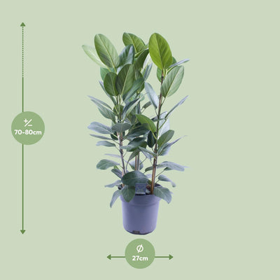 Ficus Audrey Bündel: 3 Stecklinge (Ø27cm, ↕105cm) für Ihr Zuhause