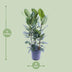 Ficus Audrey Bündel: 3 Stecklinge (Ø27cm, ↕105cm) für Ihr Zuhause Bild 2