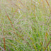 Ziergras 'Cheyenne Sky' (Panicum virgatum) - Ø23cm, ↕60cm Bild 5