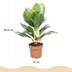 Aglaonema Silver Bay: pflegeleichte Silberblatt Pflanze im 17cm Topf Bild 3