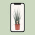 Sansevieria Fernwood Mikado - 80cm tall indoor plant in a 19cm pot Bild 5