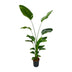 Strelitzia Nicolai, Paradiesvogel, 170 cm, ⌀24 Bild 1