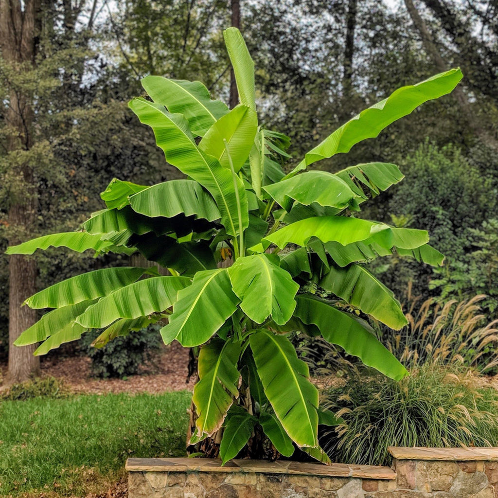 GreenboutiQ - Obstpflanze - Japanische Faserbanane - Musa Basjoo - Winterhart - Topf 21cm Höhe 70-90cm