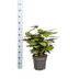 Calathea Makoyana Ø27cm - ↕60 - 80cm Bild 2