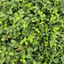 48x Euonymus fort. 'Minimus' - ↕10-25cm - Ø9cm Bild 6