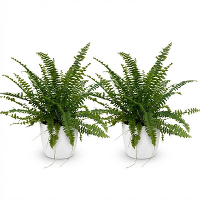 Green Lady Farn, 2x Nephrolepsis, Topf 12cm, Höhe 25cm, Haustierfreundlich