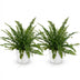 Green Lady Farn, 2x Nephrolepsis, Topf 12cm, Höhe 25cm, Haustierfreundlich Bild 2
