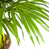 Dypsis Areca Lutescens (Goldpalme) Ø21cm, 100-120cm Bild 4