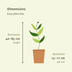 Easy Plant Box: 4 Low-Maintenance Indoor Plants for Your Home Bild 2