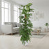 Monstera Adansonii Moss Pole - 170cm Bild 3
