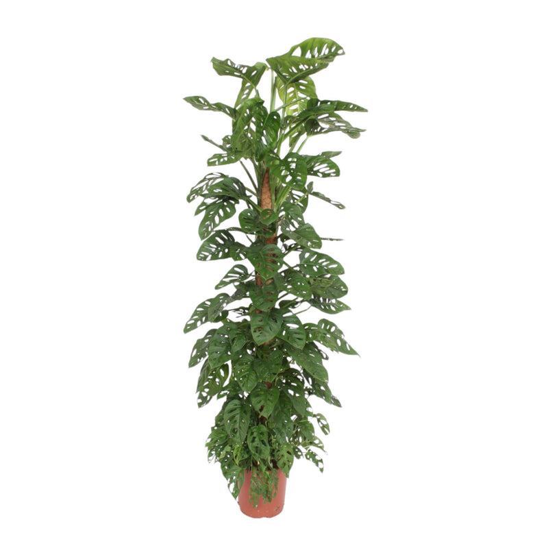 Monstera Adansonii Moss Pole - 170cm