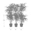 6x Fargesia Rufa Bambus im 13cm Topf, 25cm hoch Bild 3
