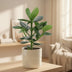 Clusia Rosea Princess - Autograph Tree in 12cm pot, approx. 15cm high Bild 3