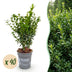 Green boutiQ - 40x Buxus sempervirens - Palmenbäumchen - Heckenpflanzen - Immergrün - Grün - Topf 9cm - Höhe 20-25cm Bild 1