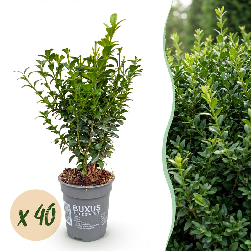 Green boutiQ - 40x Buxus sempervirens - Palmenbäumchen - Heckenpflanzen - Immergrün - Grün - Topf 9cm - Höhe 20-25cm
