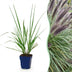 Green boutiQ - Gräser - Pennisetum alop. Black Beauty - Lampenputzergras - Mit Blüte - Grün - 24 Pflanzen - Topf 11cm - Höhe 15-25cm Bild 1
