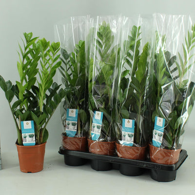 Zamioculcas (2 Größen) - Pflegeleichte Zimmerpflanze für Ihr Zuhause
