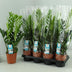 Zamioculcas (2 Größen) - Pflegeleichte Zimmerpflanze für Ihr Zuhause Bild 2