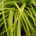 GreenboutiQ Carex oshimensis Everillo Ziergras - Gelb - 4er Set Bild 4