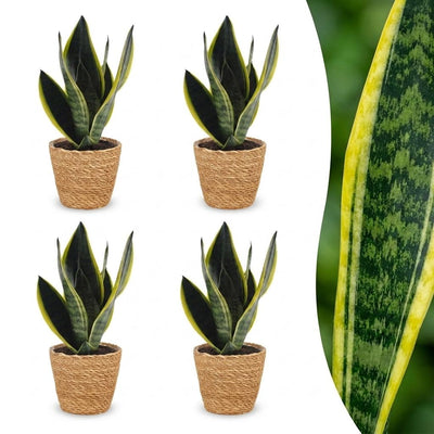 Green boutiQ - Sansevieria Future Superb - Bogenhanf - 4 Pflanzen - mit Korb - Topf 12cm - Höhe 35cm