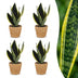 Green boutiQ - Sansevieria Future Superb - Bogenhanf - 4 Pflanzen - mit Korb - Topf 12cm - Höhe 35cm Bild 1
