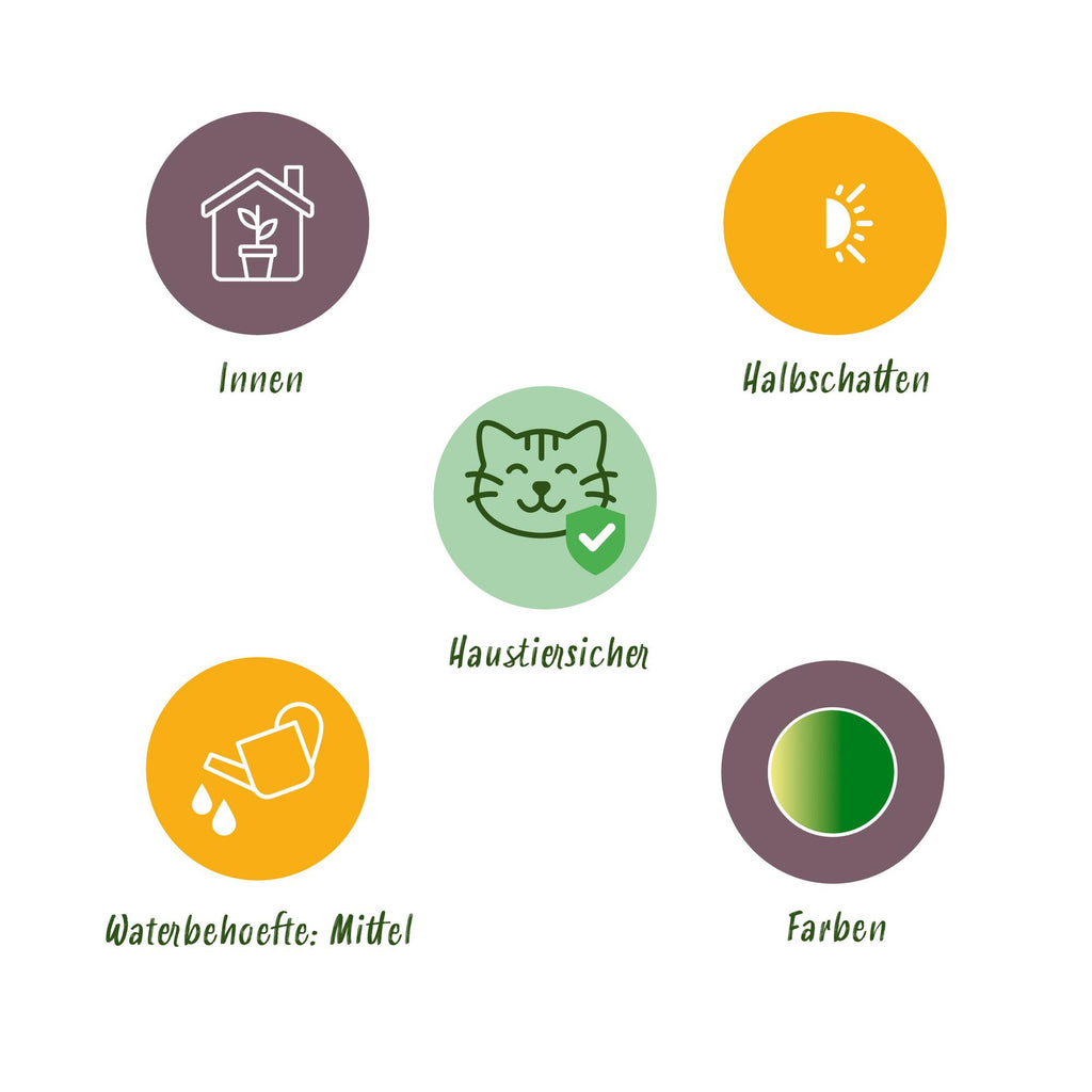 Green boutiQ - Zimmerpflanze - Chlorophytum comosum Variegatum - Bunte Graslilie - Haustierfreundliche Pflanze - Grün - 1 Pflanze - mit Korb - Topf 12cm - Höhe 20cm