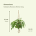 Kokodama Monstera Minima Hanging - 2 Plants Ø15cm, ↕25cm Bild 2
