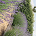2x 6er Pack Lavendel angustifolia, Ø7cm, ↕15cm Bild 5