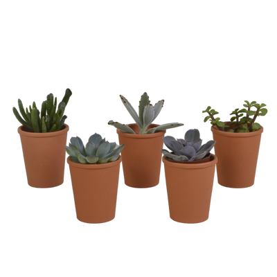 Sukkulenten-Mischung 5,5 cm - 5er Set im Terrakottatopf