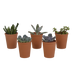Sukkulenten-Mischung 5,5 cm - 5er Set im Terrakottatopf Bild 1