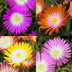 GreenboutiQ Delosperma Jewel of Dessert Mix - 8 winterharte Pflanzen Bild 4