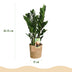 Zamioculcas ZZ-Pflanze mit Korb, pflegeleicht, 65-75cm, Topf 17cm Bild 3