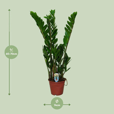 Zamioculcas Zamiifolia (ZZ-Pflanze) - Ø14cm - ↕50cm