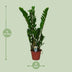 Zamioculcas Zamiifolia (ZZ-Pflanze) - Ø14cm - ↕50cm Bild 2