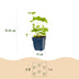 Green boutiQ - Perennial - Delphinium (P) Black Knight - Larkspur - Bee and Butterfly Attractors - Purple - 6 Plants - Pot 11cm - Height 15-25cm Bild 2