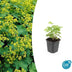 48x Frauenmantel (Alchemilla mollis), 10-25cm hoch, Ø9cm Topf Bild 5