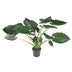 Alocasia Wentii 'Pfeilblatt' - Exotische Zimmerpflanze 120cm Bild 1