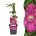 4x Clematis Ville de Lyon - Großblumige Waldrebe Ville de Lyon - Rot - Kletterpflanze - Ø9cm - ↕35cm Bild 1